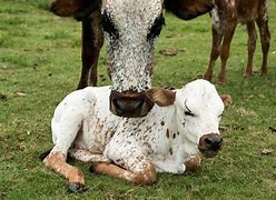 Image result for Nguni Cattle Skins