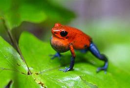 Image result for Poisonous Pink Frog