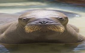 Image result for Baby Walrus Being Born