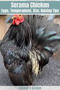 Image result for What Is a Serama Chicken