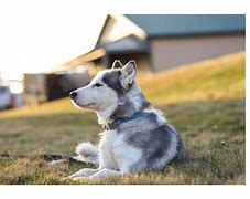 Image result for Husky Service Dog