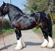 Image result for Light Brown Draft Horse