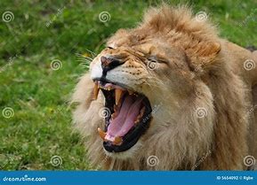 Image result for lion roar meaning