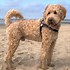 Image result for Poodle Terrier Mix