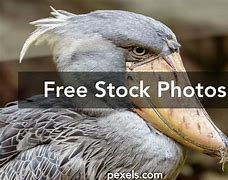 Image result for Image of Shoebill