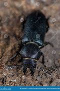 Image result for Big Longhorn Beetle