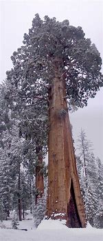 Image result for General Grant Tree Sequoia National Park