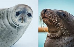 Image result for Sea Lion vs Seal