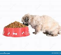 Image result for Dog Eating Dinner