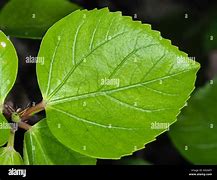 Image result for Hibiscus Leaf