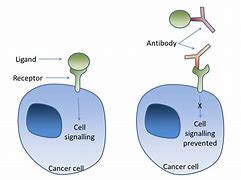 Image result for anandamide receptors