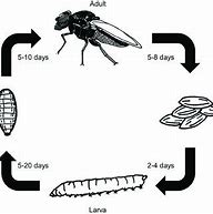 Image result for Red-Eyed Gnats