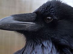 Image result for Raven Goofy Picture