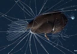 Image result for Fanfin Angler Fish