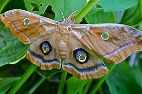 Image result for Female Polyphemus Moth