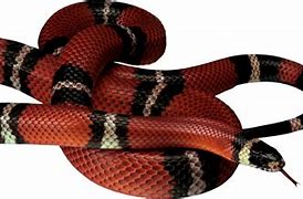 Image result for Gucci Snake PNG