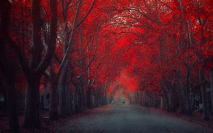 Image result for Tree with Red Inside