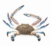 Image result for Blue Crab in Container