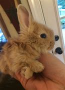 Image result for Fluffy Rabbit