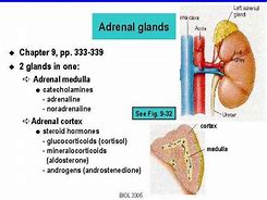 Image result for Adrenal Medulla