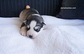 Image result for 2 Week Old Huskies