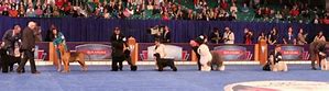 Image result for AKC Champions