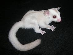 Image result for Albino Sugar Glider