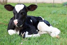 Image result for Dairy Calves