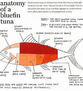 Image result for Bluefin Tuna Fin