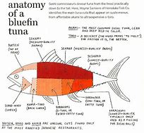 Image result for Bluefin Tuna Fillet