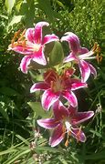 Image result for White Stargazer Lilies