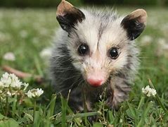 Image result for Opossum Babies