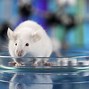 Image result for 3Rs in Animal Research