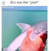 Image result for Baby Hammerhead