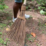 Image result for Flax Leaved Broom