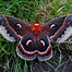 Image result for Australian Moth