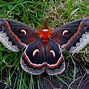 Image result for Moth HD