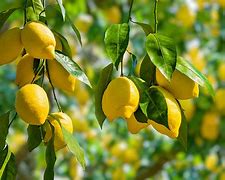 Image result for 6 FT Lemon Tree