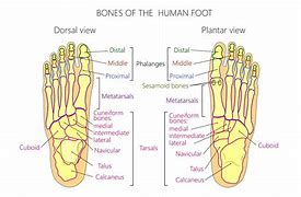 Image result for Phalanges of the Foot Anatomy