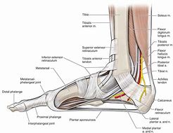 Image result for Lateral Ankle Retinaculum