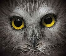 Image result for Owl Eyes Images