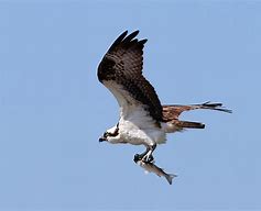 Image result for Adult Osprey Flight