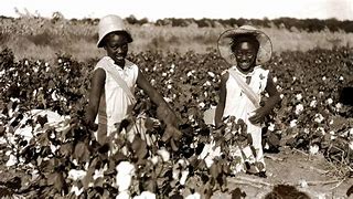 Image result for Black Person Harvesting Cotton