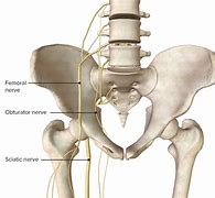 Image result for Pelvis and Hip Joint