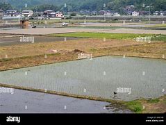 Image result for Japanese Rice Paddies