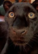 Image result for Black Panther Funny