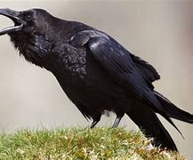 Image result for Pictures of Raven the Bird