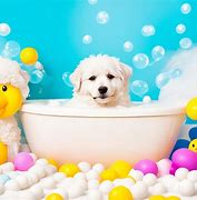 Image result for Dog Bath