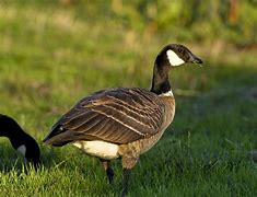 Image result for Aleutian Canada Goose