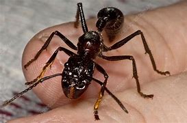 Image result for Ant Hand